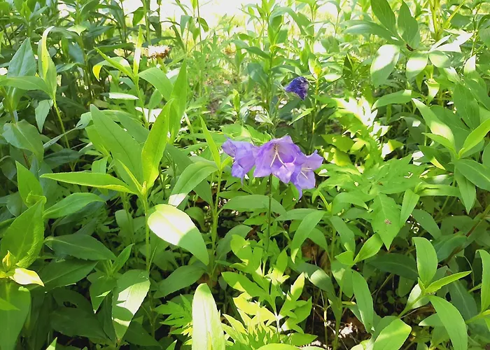 Lejlighed Malche Gaeste Und Tagungshaus 16 *